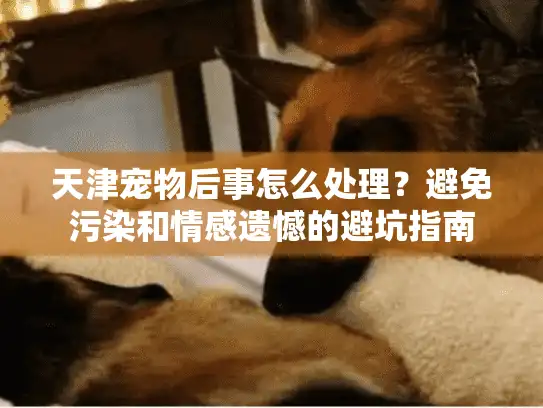 天津宠物后事怎么处理？避免污染和情感遗憾的避坑指南