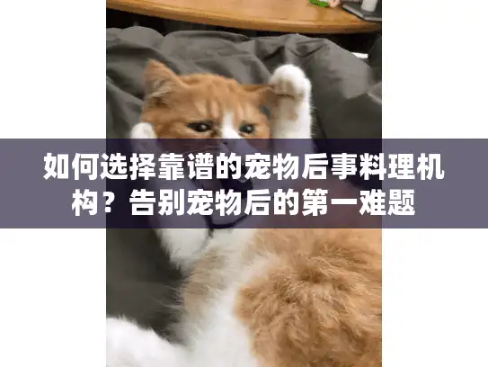如何选择靠谱的宠物后事料理机构？告别宠物后的第一难题