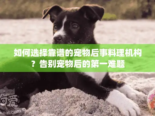 如何选择靠谱的宠物后事料理机构？告别宠物后的第一难题