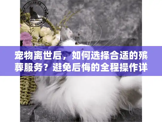 宠物离世后，如何选择合适的殡葬服务？避免后悔的全程操作详解