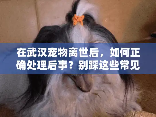 在武汉宠物离世后，如何正确处理后事？别踩这些常见坑