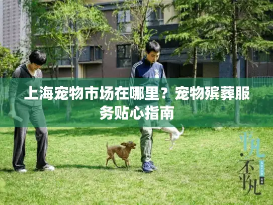 上海宠物市场在哪里？宠物殡葬服务贴心指南