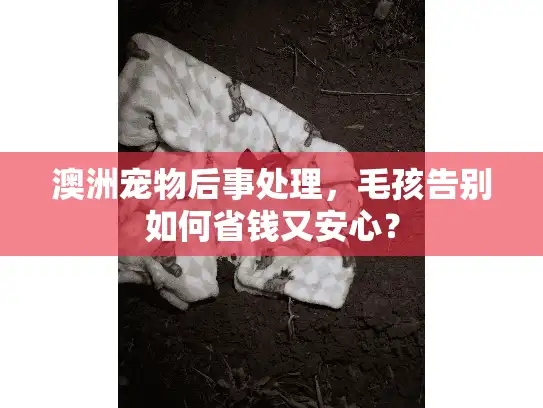 澳洲宠物后事处理，毛孩告别如何省钱又安心？