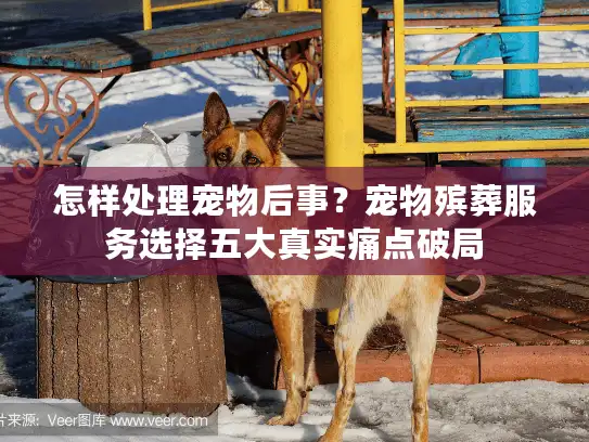 怎样处理宠物后事？宠物殡葬服务选择五大真实痛点破局