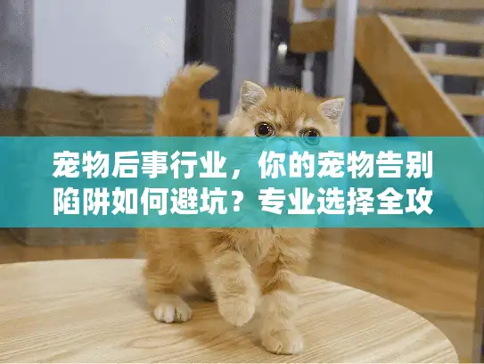 宠物后事行业，你的宠物告别陷阱如何避坑？专业选择全攻略