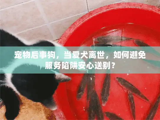 宠物后事狗，当爱犬离世，如何避免服务陷阱安心送别？