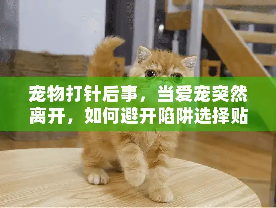 宠物打针后事，当爱宠突然离开，如何避开陷阱选择贴心服务？