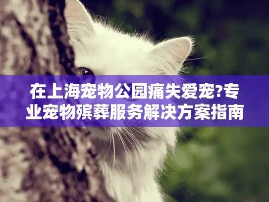 在上海宠物公园痛失爱宠?专业宠物殡葬服务解决方案指南