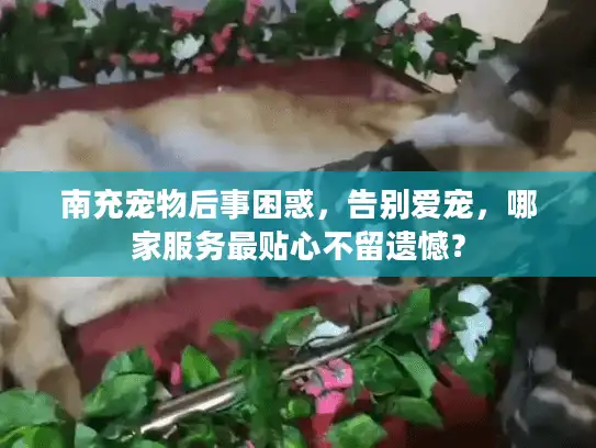 南充宠物后事困惑，告别爱宠，哪家服务最贴心不留遗憾？