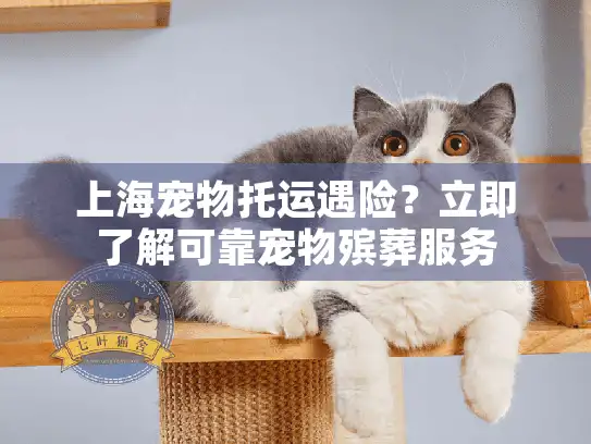 上海宠物托运遇险？立即了解可靠宠物殡葬服务