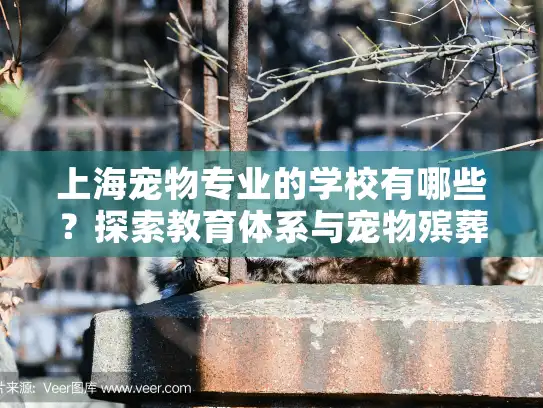 上海宠物专业的学校有哪些？探索教育体系与宠物殡葬服务全攻略