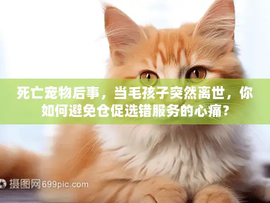 死亡宠物后事，当毛孩子突然离世，你如何避免仓促选错服务的心痛？