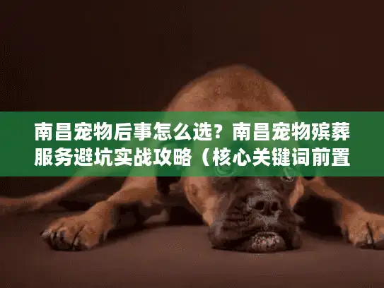 南昌宠物后事怎么选？南昌宠物殡葬服务避坑实战攻略（核心关键词前置+长尾词融入）