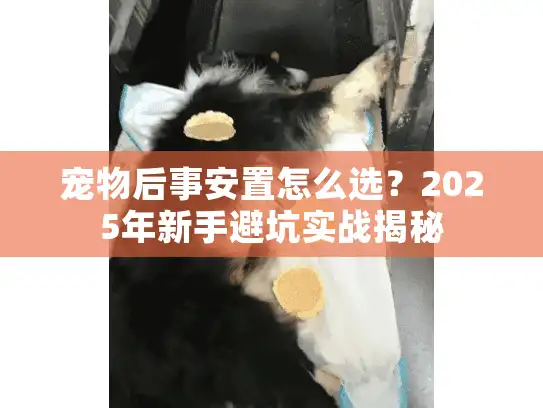 宠物后事安置怎么选？2025年新手避坑实战揭秘