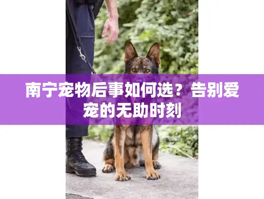 南宁宠物后事如何选？告别爱宠的无助时刻