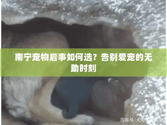 南宁宠物后事如何选？告别爱宠的无助时刻