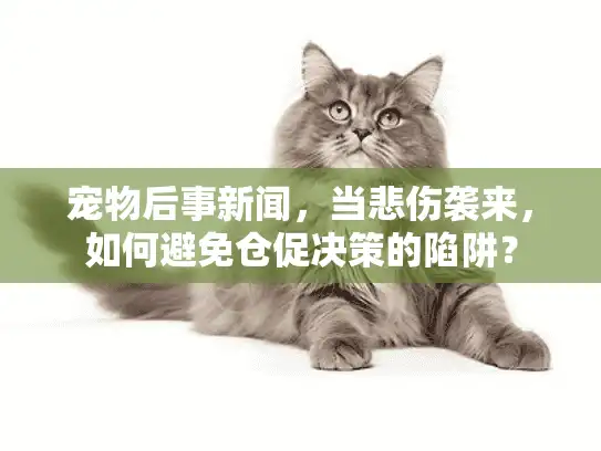 宠物后事新闻，当悲伤袭来，如何避免仓促决策的陷阱？