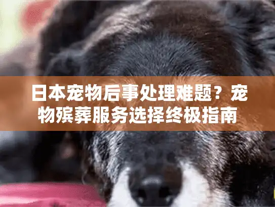日本宠物后事处理难题？宠物殡葬服务选择终极指南