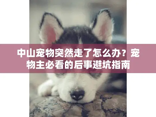 中山宠物突然走了怎么办？宠物主必看的后事避坑指南
