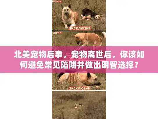 北美宠物后事，宠物离世后，你该如何避免常见陷阱并做出明智选择？