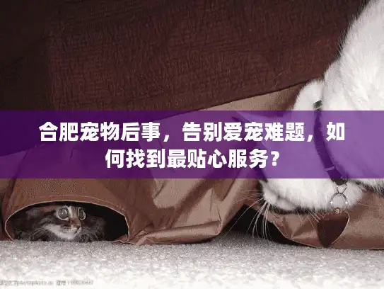 合肥宠物后事，告别爱宠难题，如何找到最贴心服务？