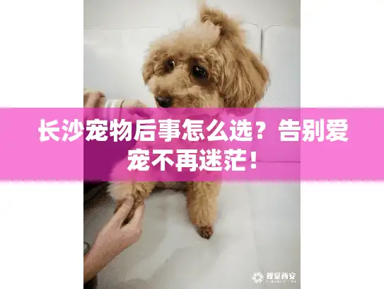 长沙宠物后事怎么选？告别爱宠不再迷茫！