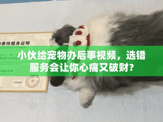 小伙给宠物办后事视频，选错服务会让你心痛又破财？
