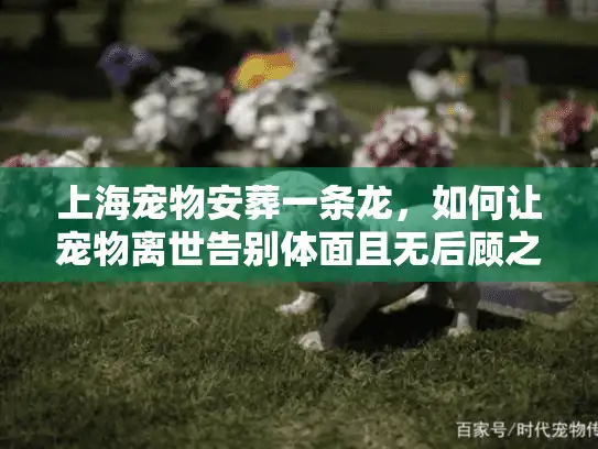 上海宠物安葬一条龙，如何让宠物离世告别体面且无后顾之忧？