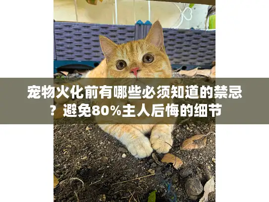 宠物火化前有哪些必须知道的禁忌？避免80%主人后悔的细节