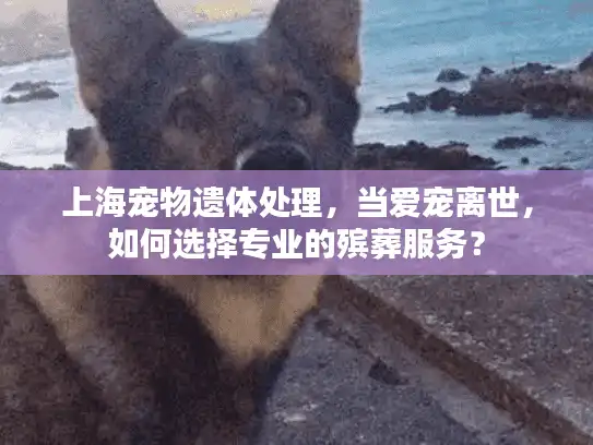 上海宠物遗体处理，当爱宠离世，如何选择专业的殡葬服务？