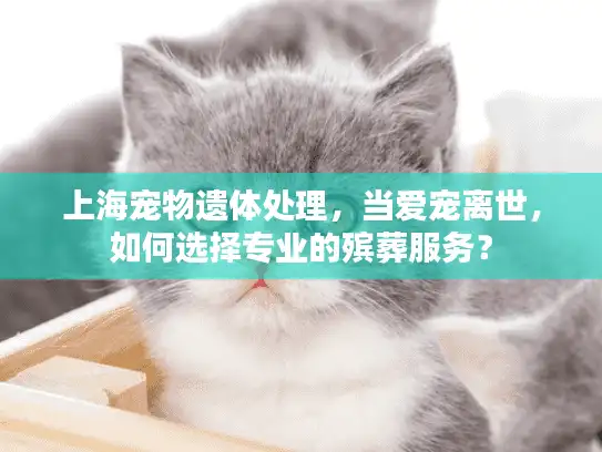 上海宠物遗体处理，当爱宠离世，如何选择专业的殡葬服务？