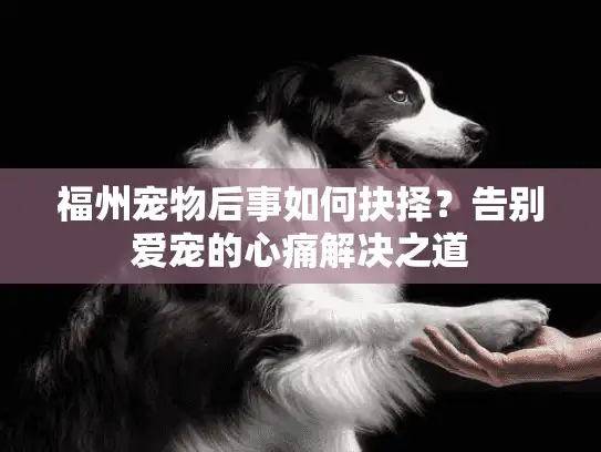 福州宠物后事如何抉择？告别爱宠的心痛解决之道