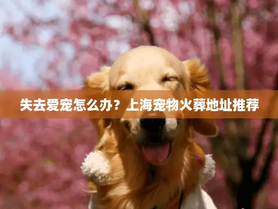 失去爱宠怎么办？上海宠物火葬地址推荐