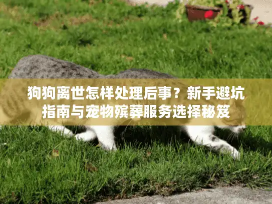 狗狗离世怎样处理后事？新手避坑指南与宠物殡葬服务选择秘笈