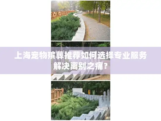 上海宠物殡葬推荐如何选择专业服务解决离别之痛？