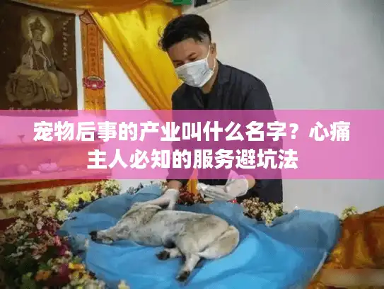 宠物后事的产业叫什么名字？心痛主人必知的服务避坑法