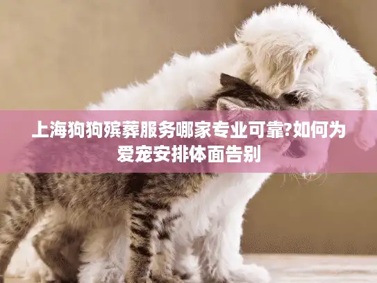 上海狗狗殡葬服务哪家专业可靠?如何为爱宠安排体面告别