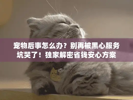 宠物后事怎么办？别再被黑心服务坑哭了！独家解密省钱安心方案