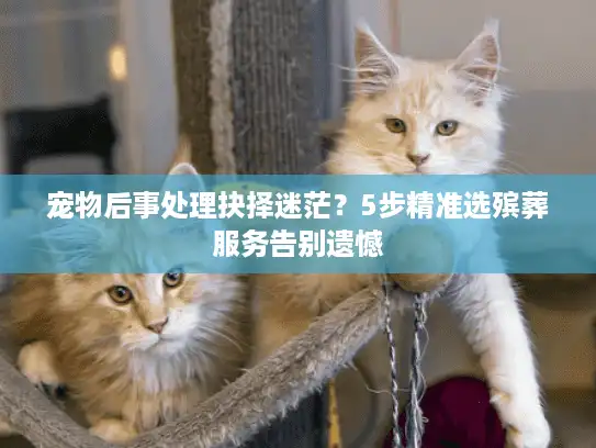 宠物后事处理抉择迷茫？5步精准选殡葬服务告别遗憾