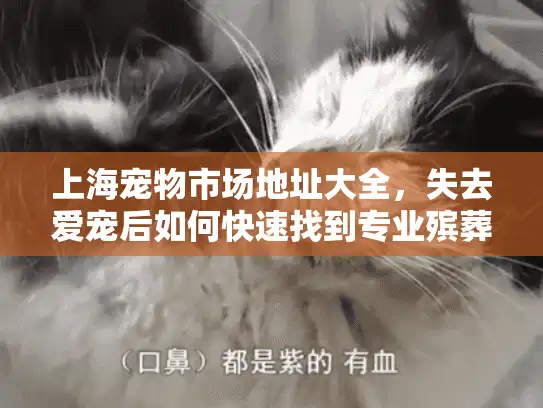 上海宠物市场地址大全，失去爱宠后如何快速找到专业殡葬服务
