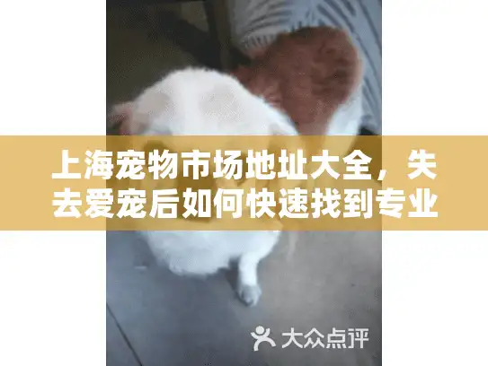 上海宠物市场地址大全，失去爱宠后如何快速找到专业殡葬服务