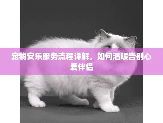 宠物安乐服务流程详解，如何温暖告别心爱伴侣