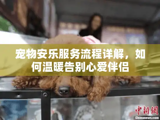 宠物安乐服务流程详解，如何温暖告别心爱伴侣