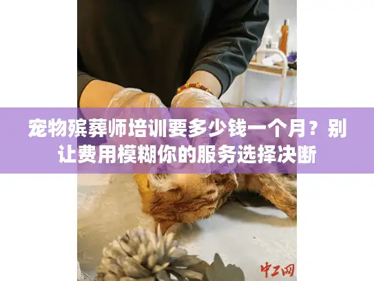 宠物殡葬师培训要多少钱一个月？别让费用模糊你的服务选择决断