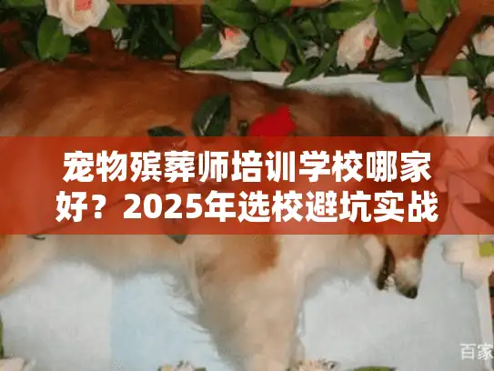 宠物殡葬师培训学校哪家好？2025年选校避坑实战解析