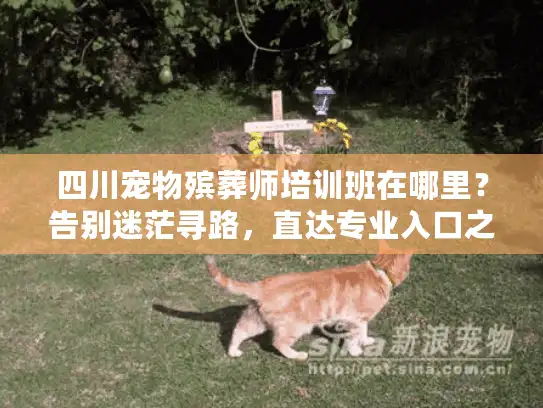 四川宠物殡葬师培训班在哪里？告别迷茫寻路，直达专业入口之路