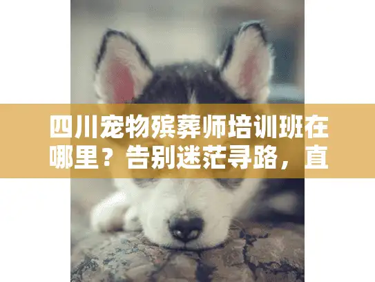 四川宠物殡葬师培训班在哪里？告别迷茫寻路，直达专业入口之路