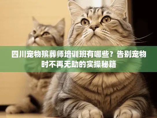 四川宠物殡葬师培训班有哪些？告别宠物时不再无助的实操秘籍