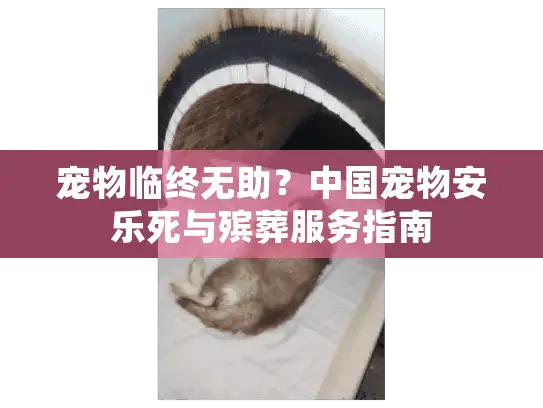 宠物临终无助？中国宠物安乐死与殡葬服务指南
