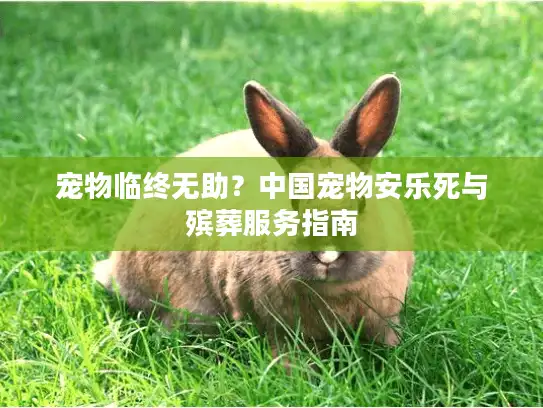 宠物临终无助？中国宠物安乐死与殡葬服务指南